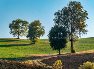 Картинка природа пейзажи трава дорога деревья