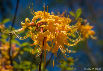 Картинка цветы рододендроны+ азалии желтые