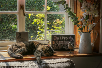 Картинка животные коты окно птица ветки