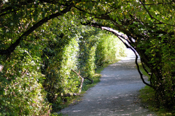Картинка природа парк аллея кусты арка