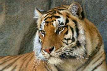 Картинка животные тигры хищник зверь тигр