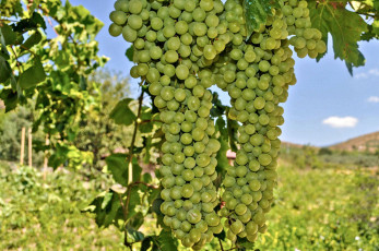 Картинка природа Ягоды +виноград лоза