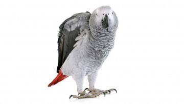 Картинка животные попугаи белый фон