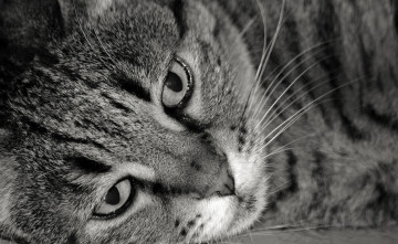 Картинка животные коты полосатый кошка кот