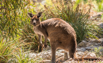 Картинка животные кенгуру растения камни