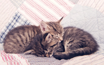 Картинка животные коты двое сон