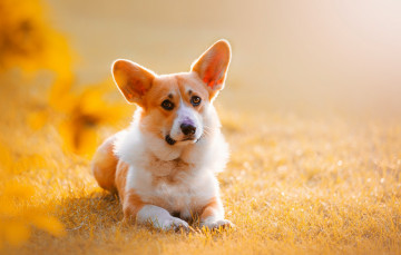 Картинка животные собаки трава