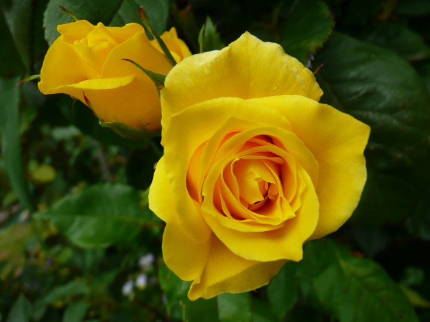 Обои картинки фото цветы, розы, желтый, цвет