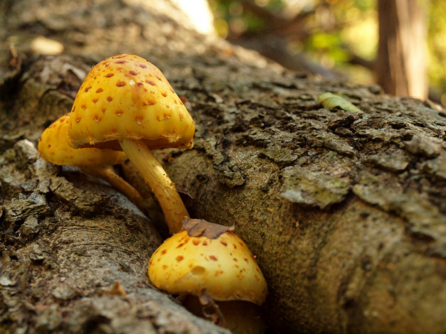 Обои картинки фото природа, грибы, желтые, ствол, шляпки