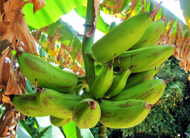 Обои картинки фото природа, плоды, бананы