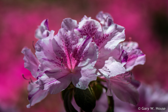 Обои картинки фото цветы, рододендроны , азалии, розовые