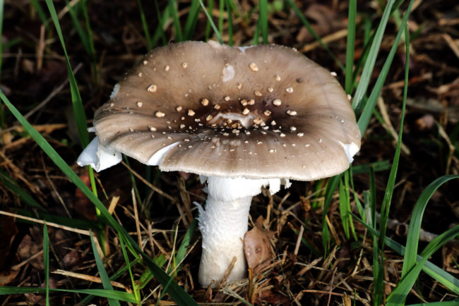 Обои картинки фото природа, грибы, поганка