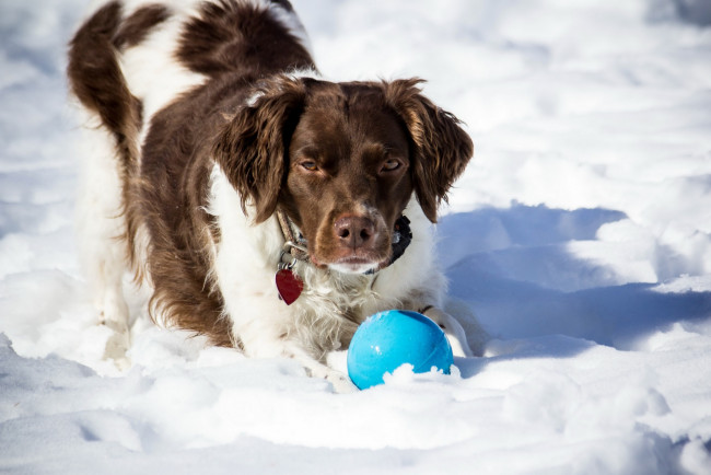 Обои картинки фото животные, собаки, снег, мяч, брелок