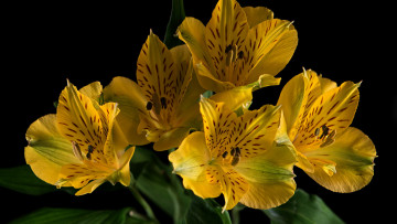 Картинка цветы альстромерия желтый