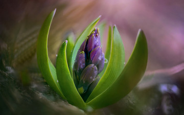 Картинка цветы гиацинты бутон капли