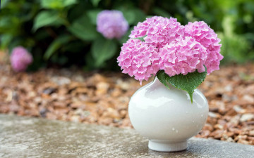 Картинка цветы гортензия ваза розовая букет