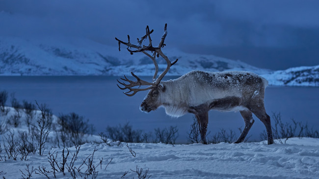 Обои картинки фото животные, олени, олень, зима, снег, животное