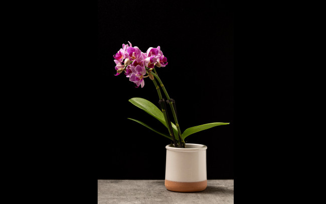 Обои картинки фото цветы, орхидеи, вазон, полосатые, экзотика