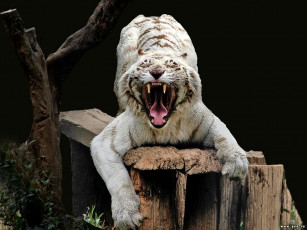 Картинка улыбка кисы животные тигры
