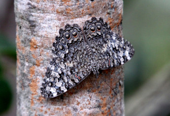 Картинка животные бабочки крылья серый пестрый