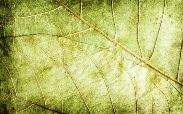 Картинка разное текстуры листья текстура фон зеленый