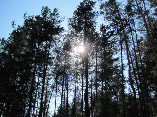 Обои картинки фото природа, лес, сосны, небо, солнце