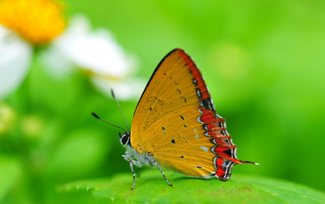 Обои картинки фото животные, бабочки, крылья, насекомое, зелёный, фон