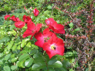 Картинка цветы шиповник красный