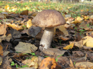 Картинка природа грибы гриб листва осень лес