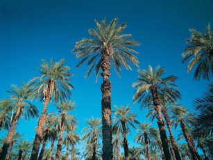 Картинка природа тропики небо пальмы