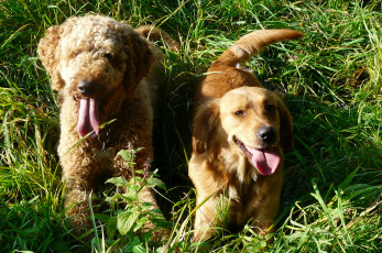 Картинка животные собаки трава лето