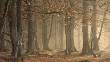 Картинка forest природа лес дымка утро