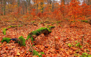 Картинка autumn forest природа лес листва осень трава
