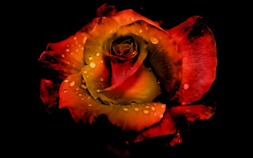 Картинка цветы розы капли воды роза черный фон