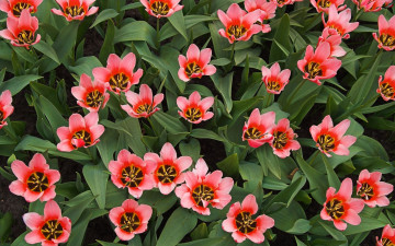 Картинка цветы тюльпаны много разноцветные