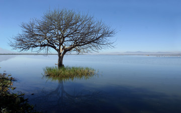 Картинка природа деревья дерево озеро