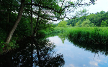 Картинка the quiet marsh природа реки озера лесная речка