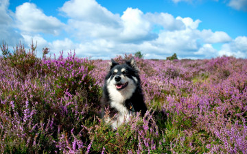 Картинка животные собаки лето собака цветы друг
