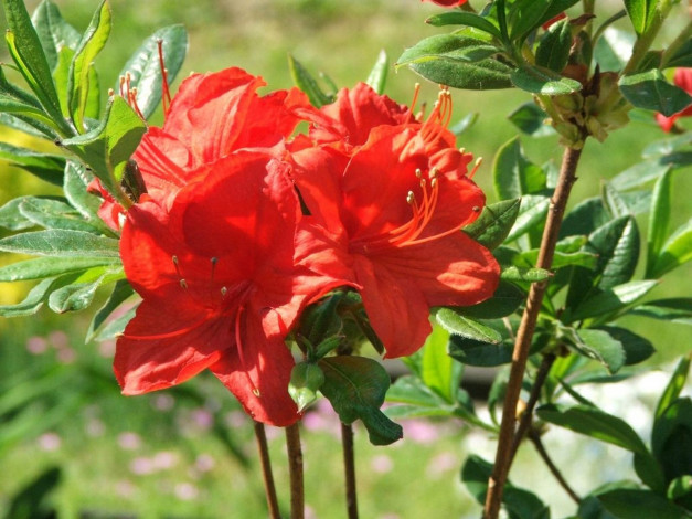 Обои картинки фото цветы, рододендроны, азалии, оранжевый