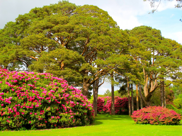 Обои картинки фото muckross, house, garden, ireland, природа, парк, сад, дорожка
