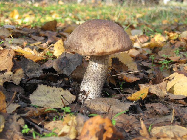 Обои картинки фото природа, грибы, гриб, листва, осень, лес
