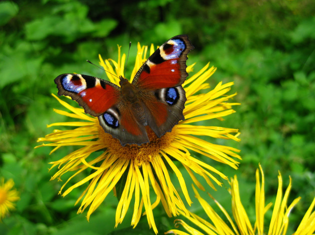 Обои картинки фото животные, бабочки, бабочка, цветок