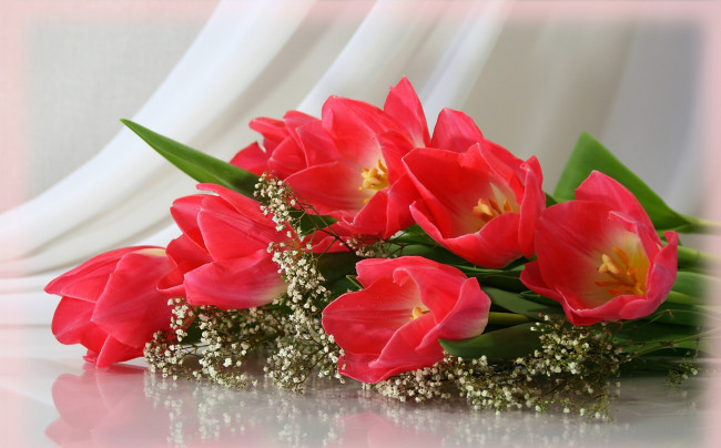 Обои картинки фото цветы, тюльпаны, красный, белый, зеленый