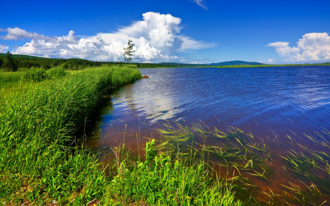 Обои картинки фото beaver, brook, природа, реки, озера, трава, озеро, берег