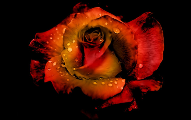 Обои картинки фото цветы, розы, капли, воды, роза, черный, фон