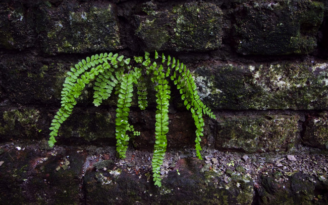 Обои картинки фото fern, природа, листья, стена, папоротник, обувь
