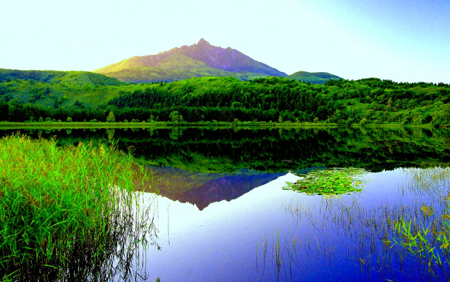 Обои картинки фото green, forest, lake, природа, реки, озера, река, растительность