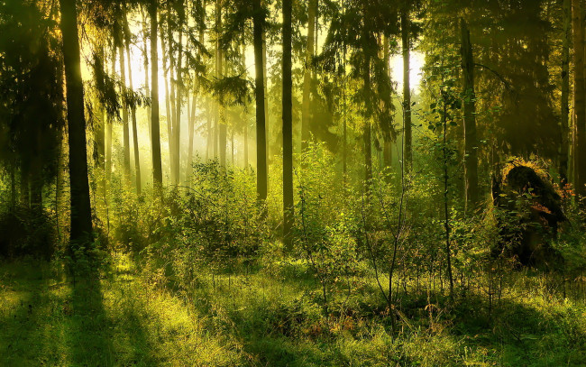 Обои картинки фото природа, лес, свет, солнце, зелень