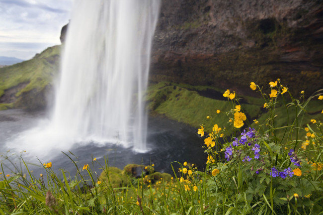 Обои картинки фото seljalandsfoss, iceland, природа, водопады, цветы, исландия