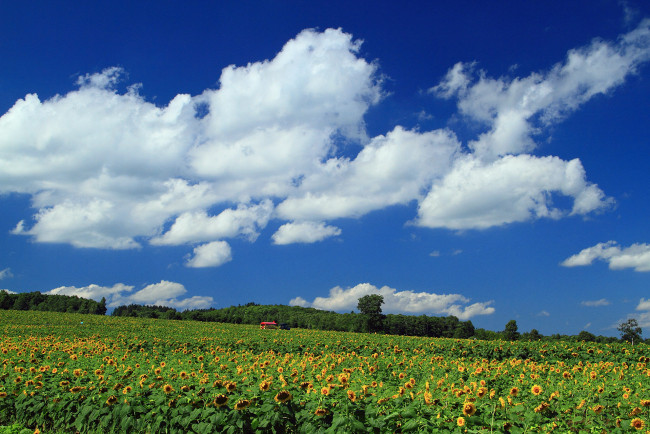 Обои картинки фото цветы, подсолнухи, облака, небо